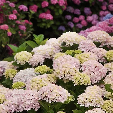 στίλβη 3* Τσαγκαράδα